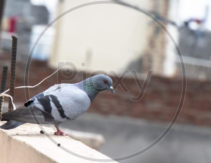 Symbol Of Peace, Rock Pigeon On Terrace