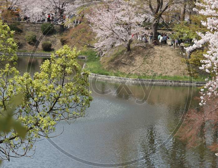cherry blossoms near lake (pond)