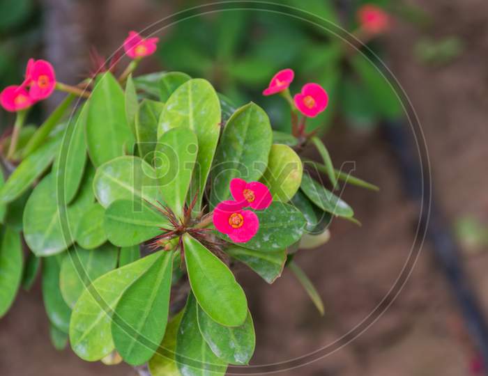 Close Up Photo Of Crown Of Thorns Flowers