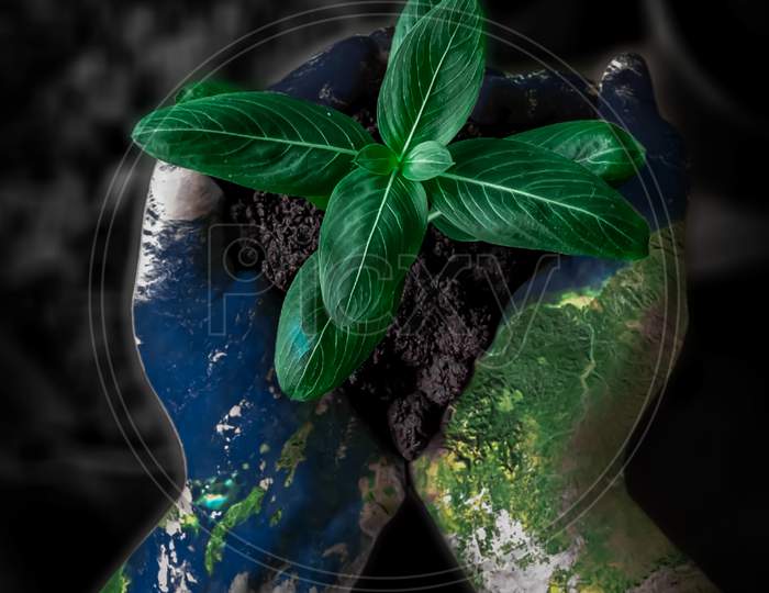 Plant in a Earth