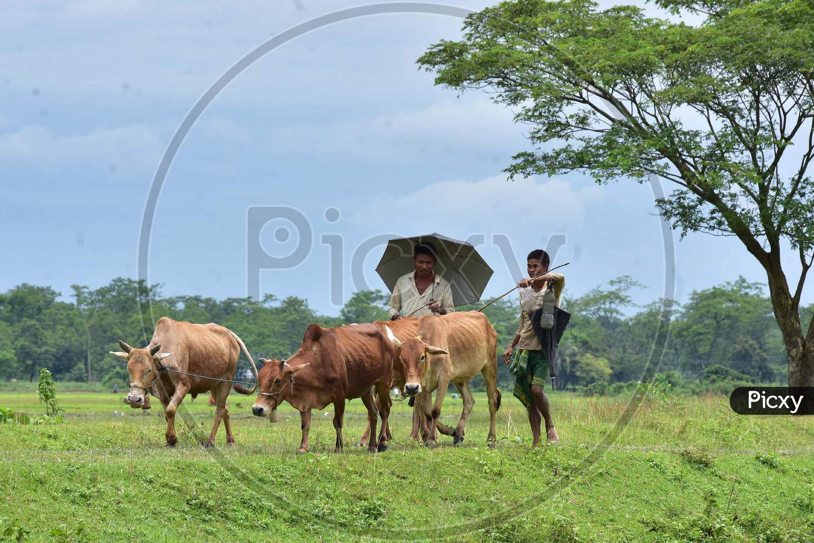 Farmers return home with their cattle after plowing the field for paddy plantation at a village in Nagaon, Assam on July 11, 2020