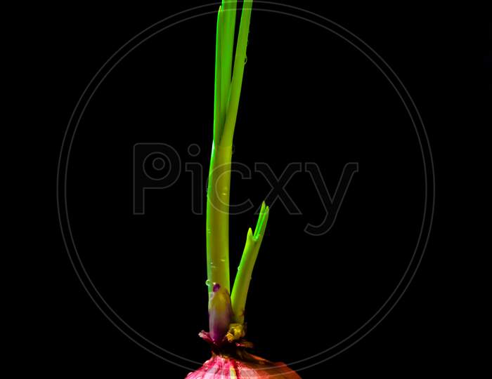 Formation of baby onion tree on black background