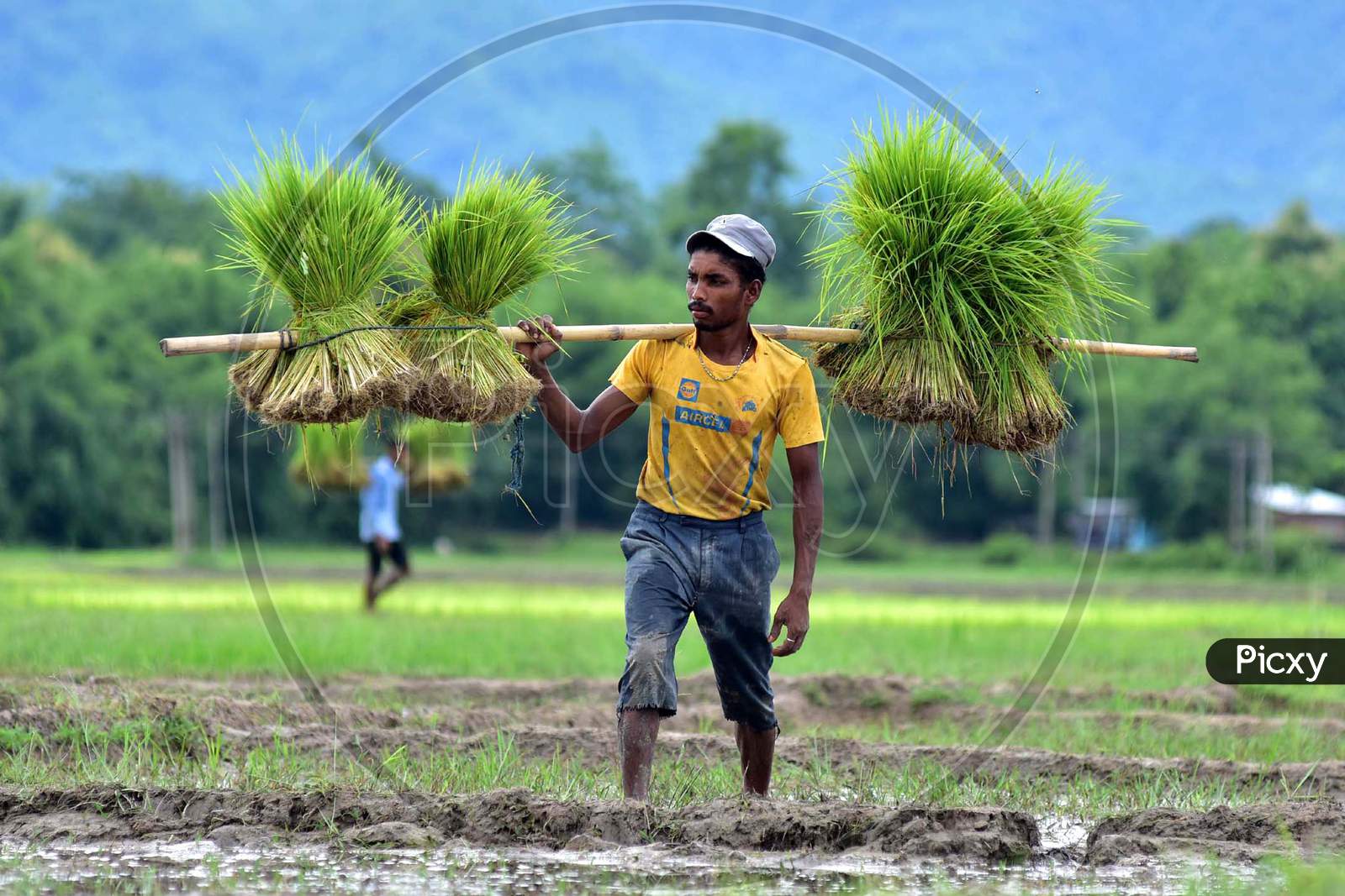 A farmer carries a bunch of paddy saplings in a field at a village in Nagaon, Assam on July 11, 2020