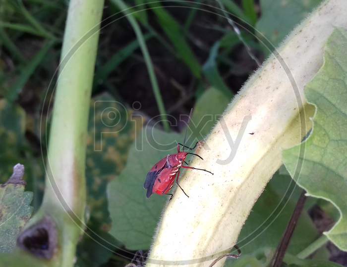 Red Insects in garden.
