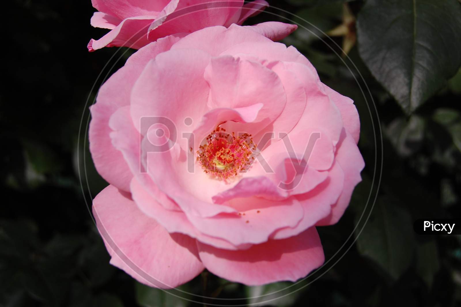 Pink Flower from Rose Family