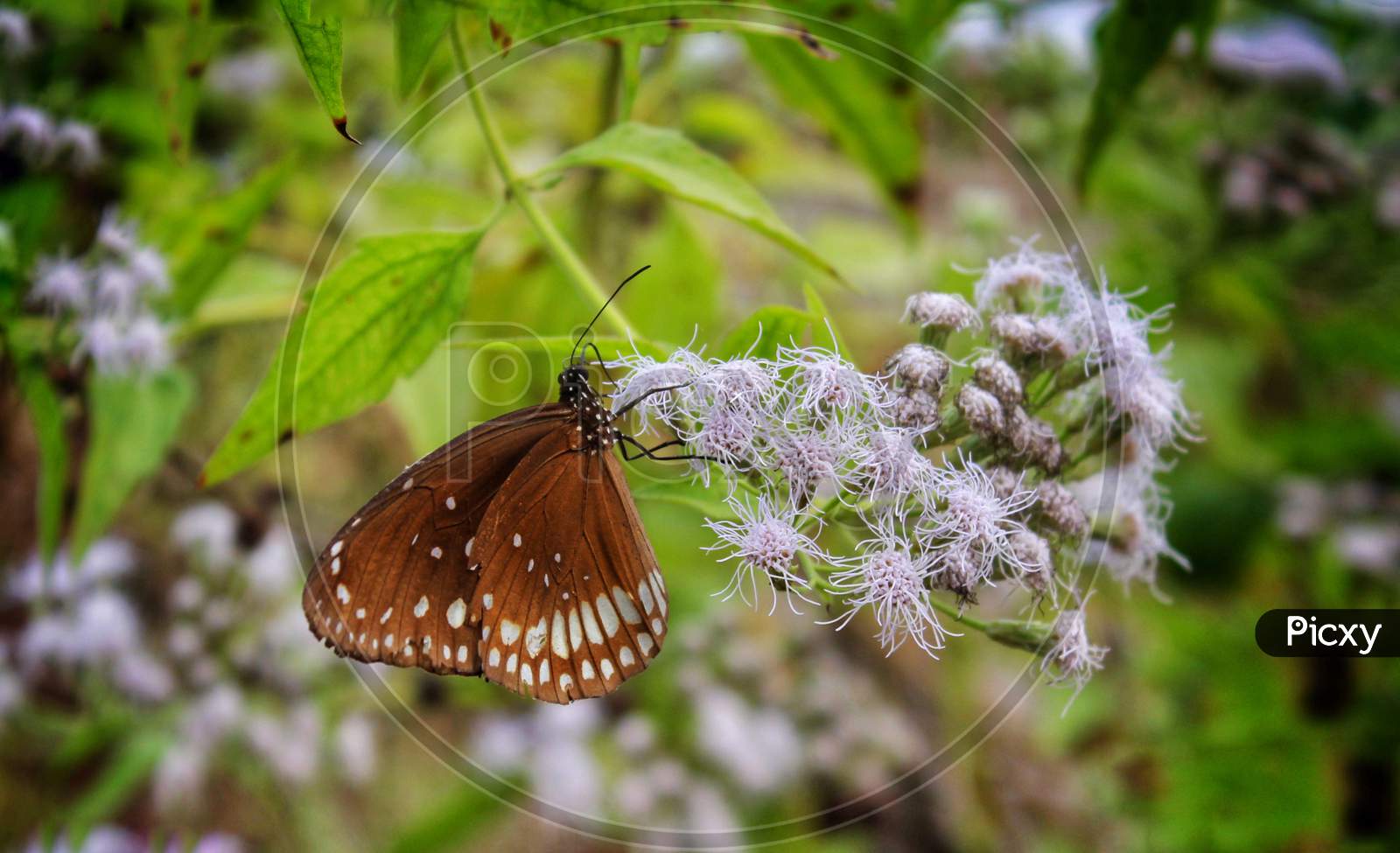 Brown butterfly sucking nectar from the flower