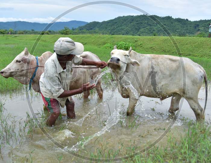 A farmer cleans his cattle after he plowed his field for paddy plantation at a village in Nagaon, Assam on July 11, 2020