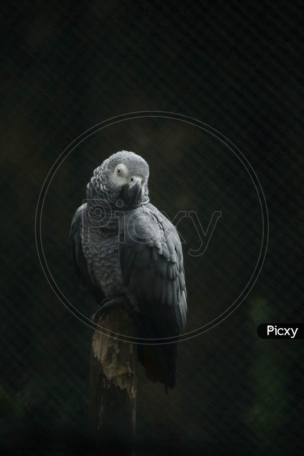 Grey Parrot.
