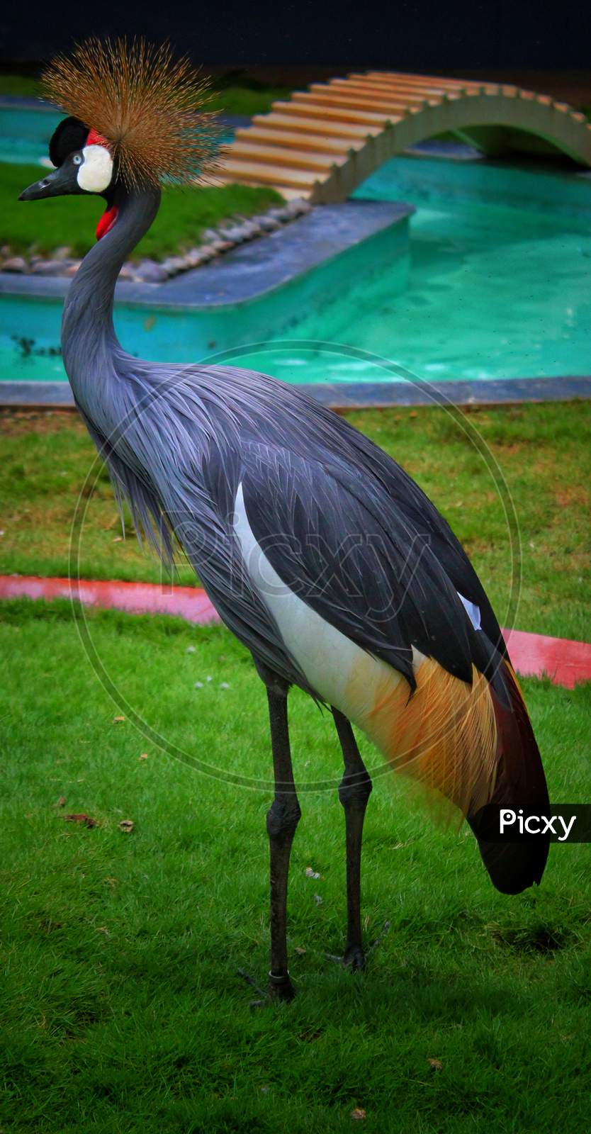Black crowned crane roaming in the garden of a zoo