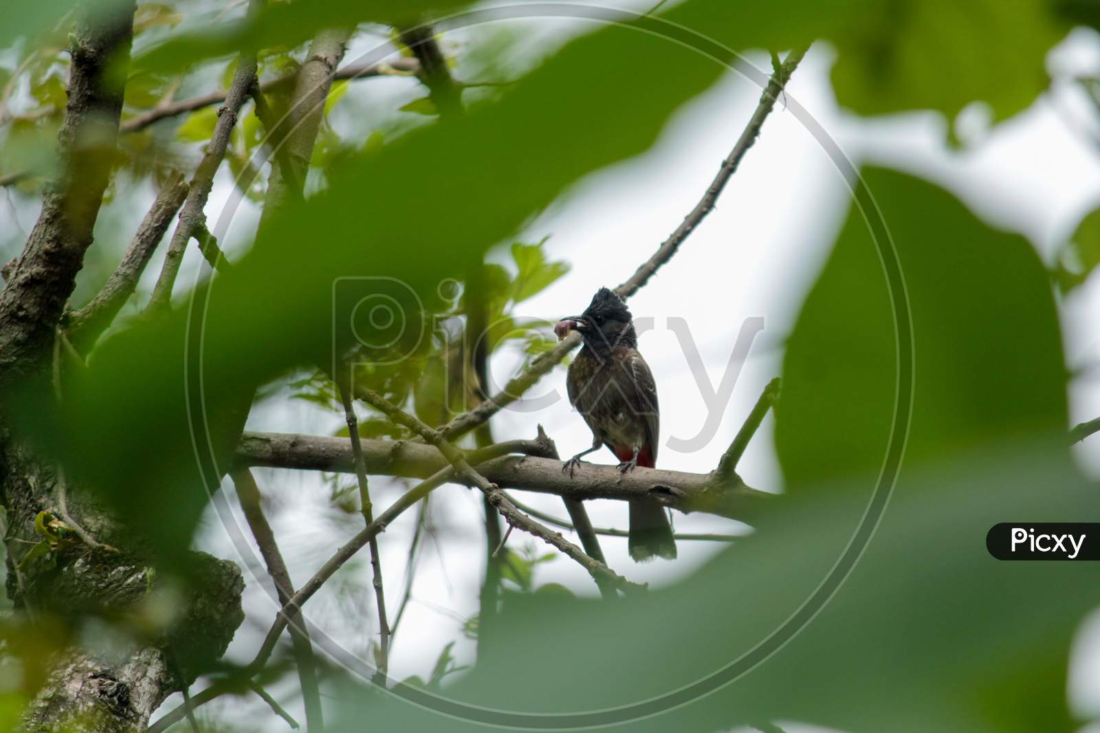Bulbul With Insect Catch On Tree Branch