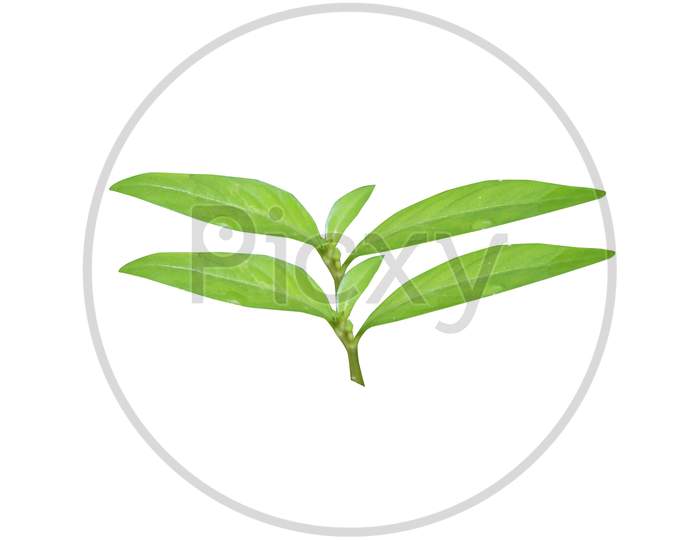 Natural tree leaf with white background