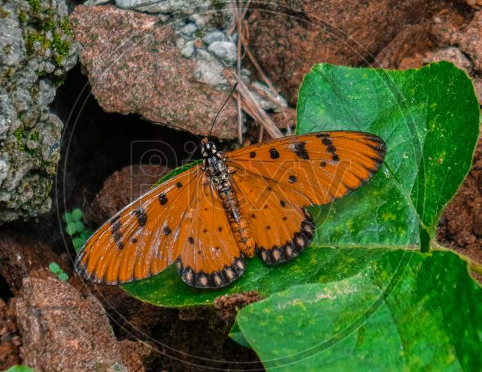 Acraea terpsicore, the tawny coster, is a leathery-winged butterfly.Orange butterfly sitting on the green leave from Asia.