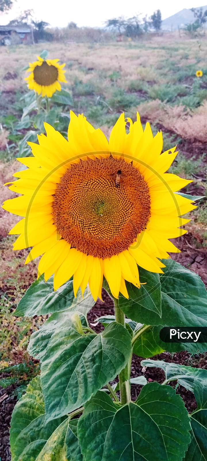 Sunflower With Honey Bee