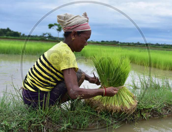 A woman works in a paddy field in a village in Nagaon, Assam on July 11, 2020