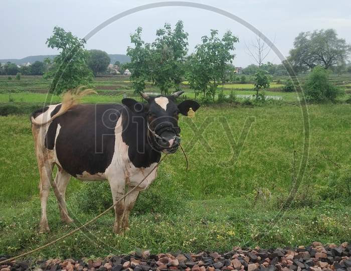 Milky Cow In Countryside Farm Area In Greenery Grass