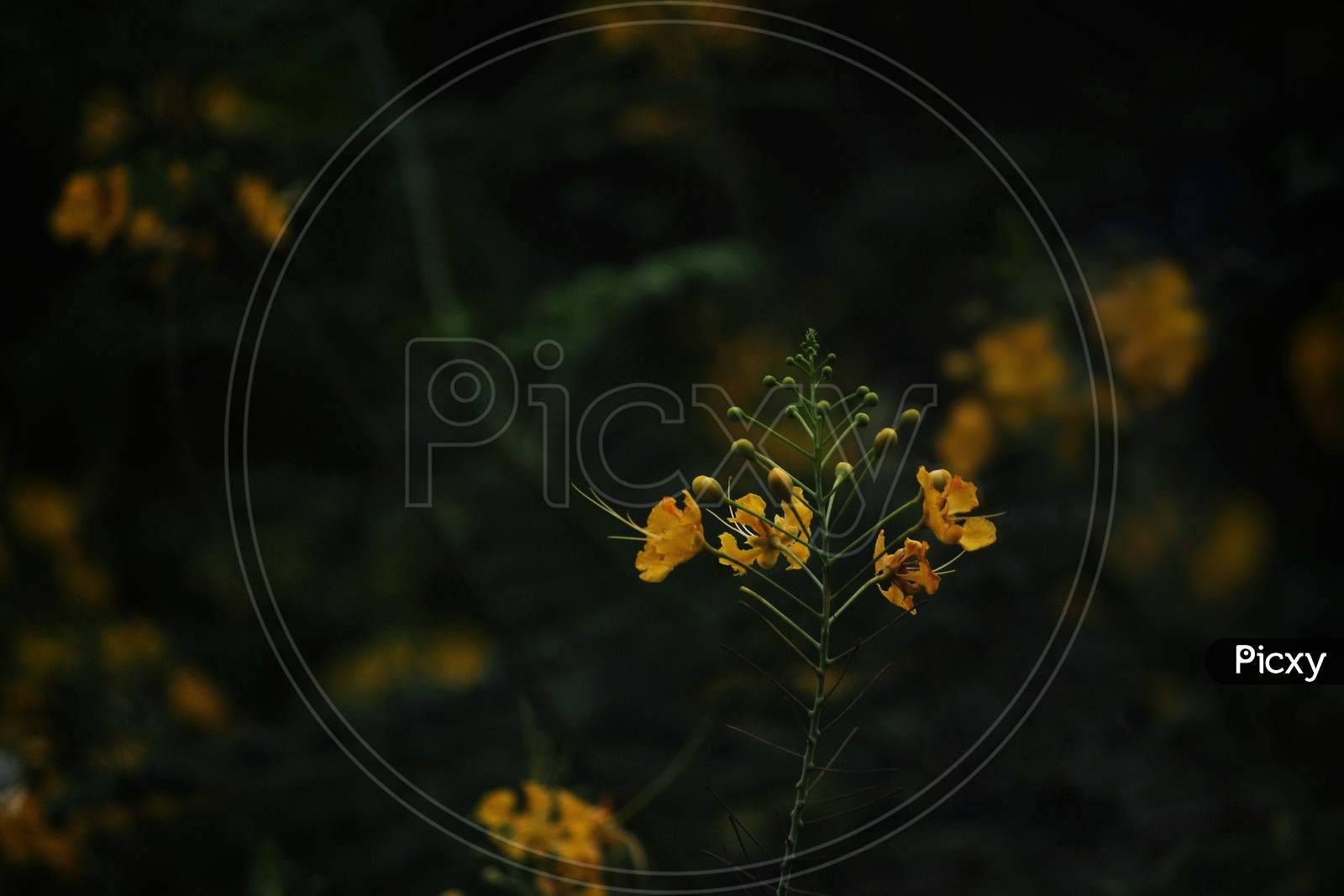 Small Yellow Flower.