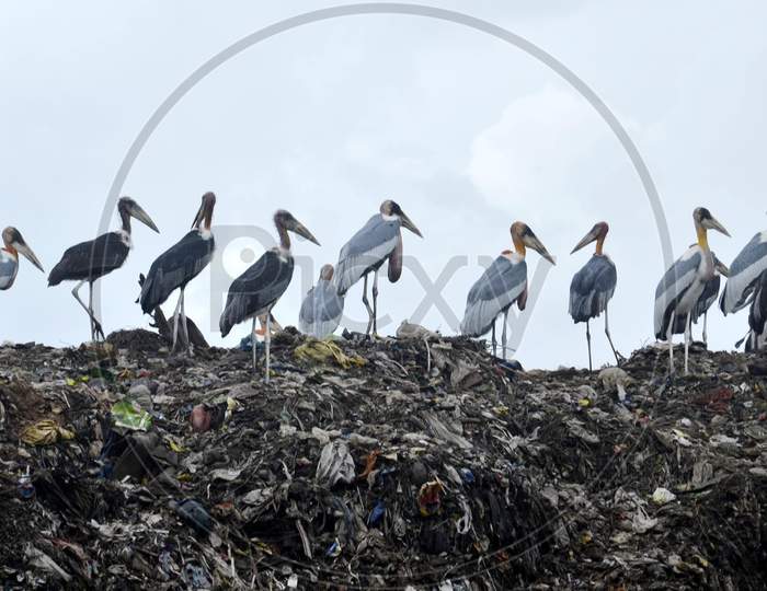Greater Adjutant Storks seen on the top of a garbage-heap