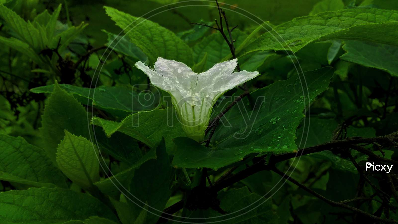 white flower and green leaf in rain