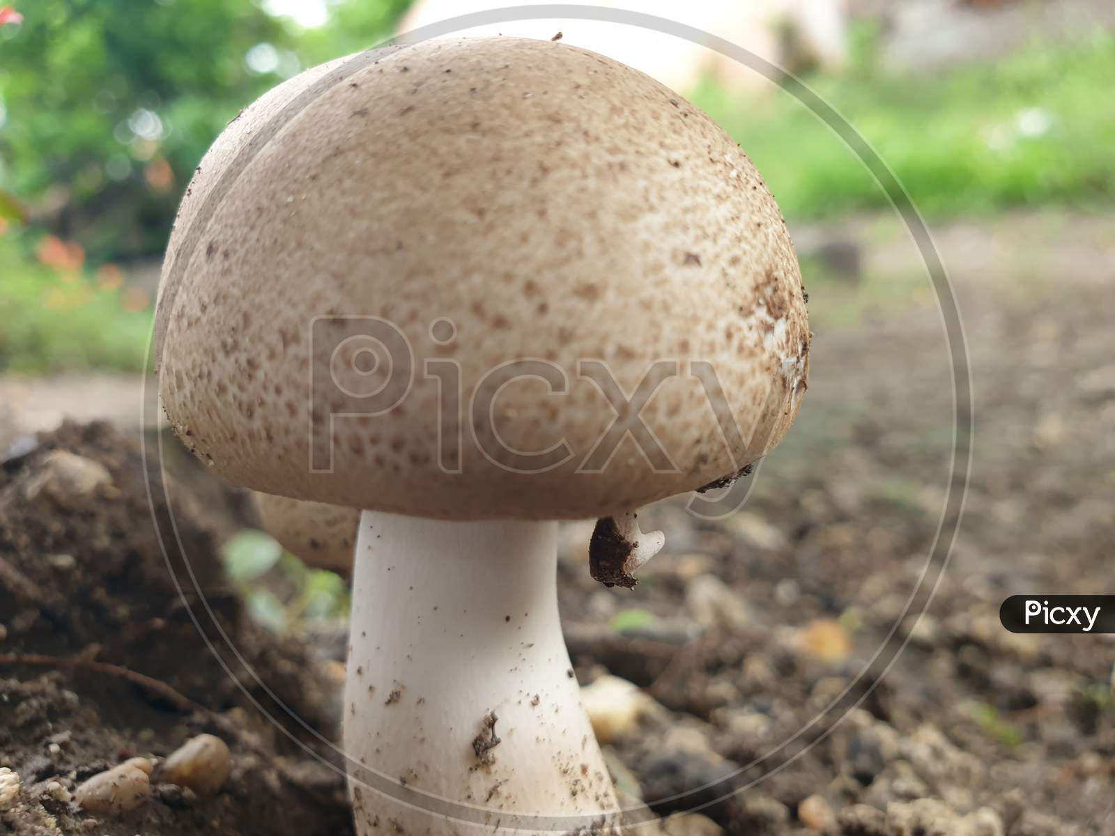 This is a mushroom