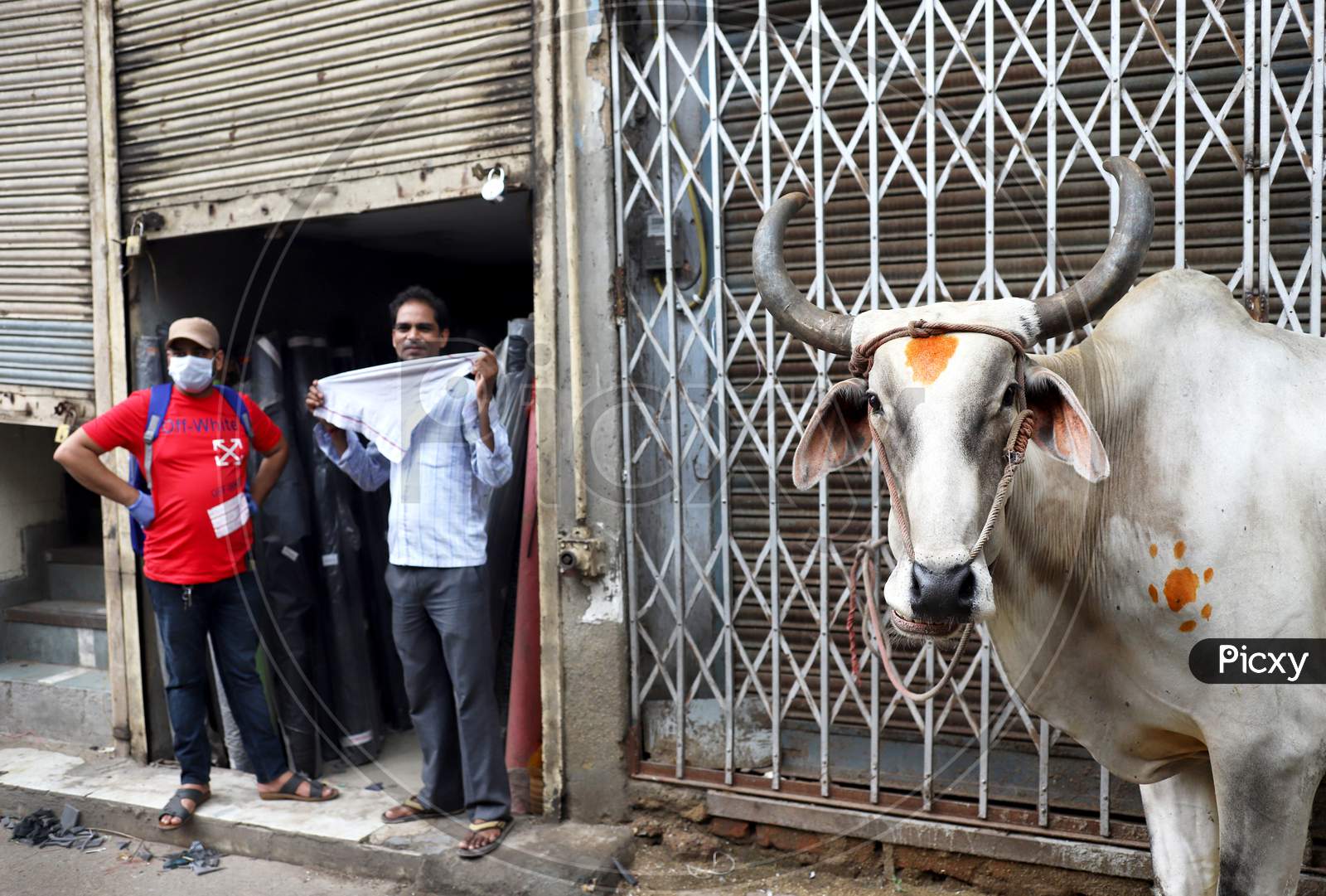 A man wears a mask while he stands next to an ox in Paharganj in New Delhi on July 07, 2020