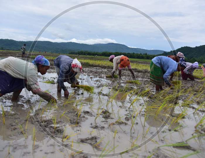 Farmers plant paddy saplings in a field in Nagaon, Assam on July 11, 2020