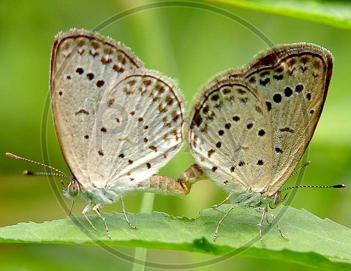 Butterfly In Mating Mood.Two Butterfly Love In Nature.