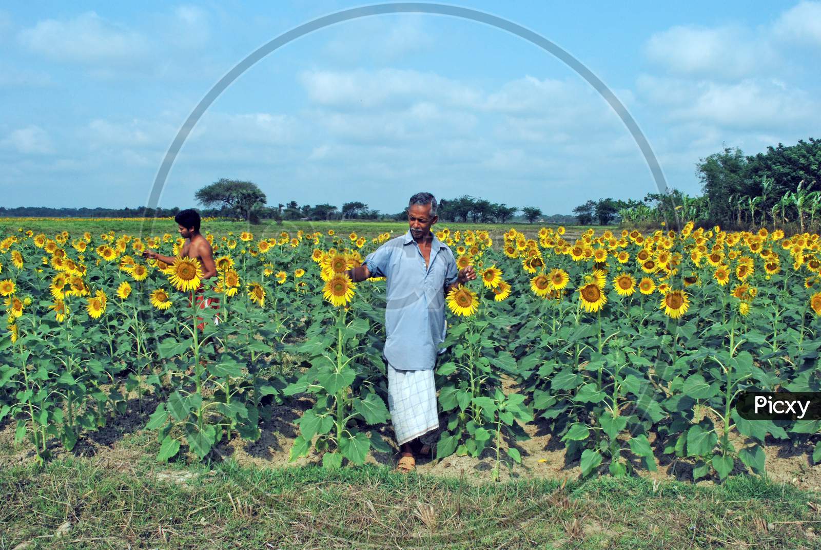 sun flower farm at rural west bengal india