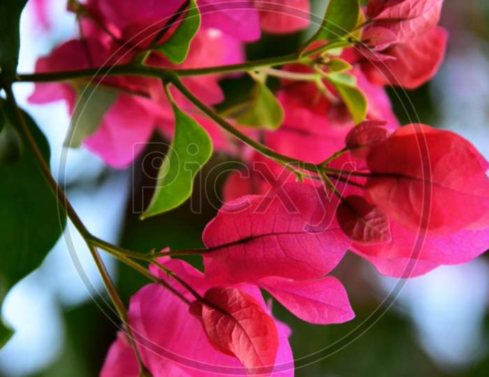 Pink leafs