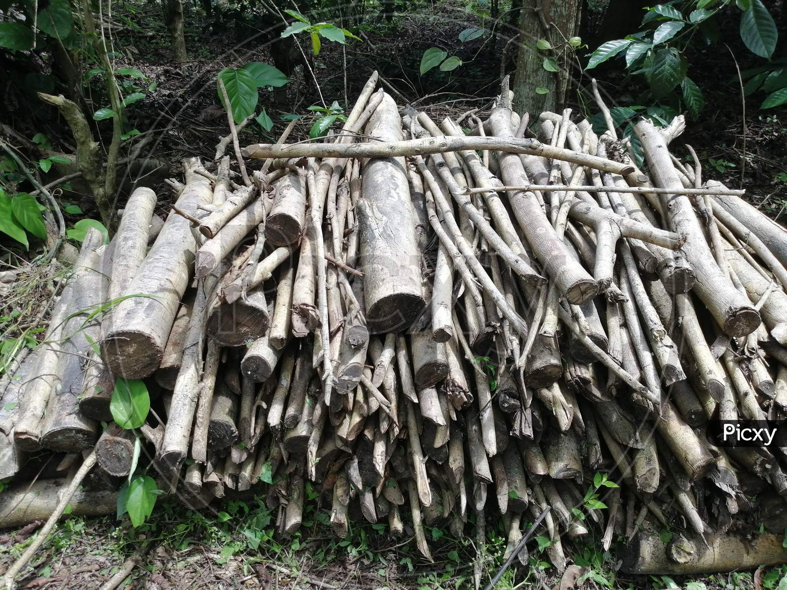 Trunks And Cut Branches Of Tree Kept Arranged In Order Which Later Will Be Used As A Firewood In Remote Village For Cooking