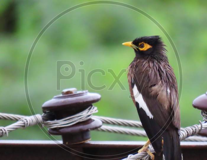 Myna Bird Sitting On Electric Wire Soaked In Rain
