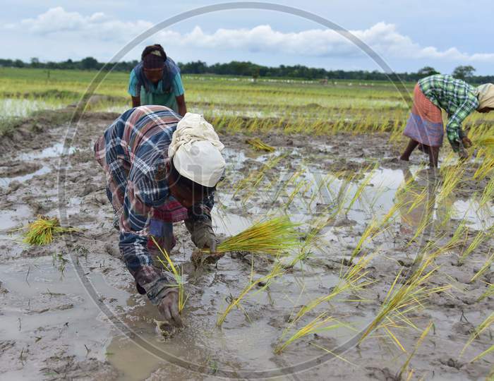 Farmers plant paddy saplings in a field at a village in Nagaon, Assam on July 11, 2020