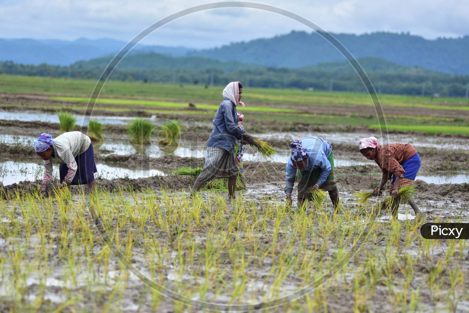Farmers plant paddy saplings in a field in Nagaon, Assam on July 11, 2020