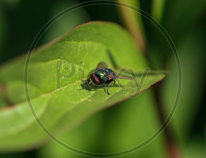 Green Fly Insect With Red Eye