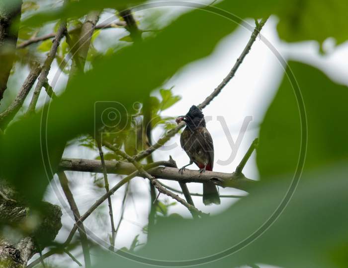 Bulbul With Insect Catch On Tree Branch