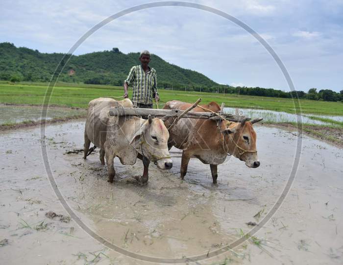 A farmer plows a field to plant paddy saplings in a farm at a village in Nagaon, Assam on July 11, 2020