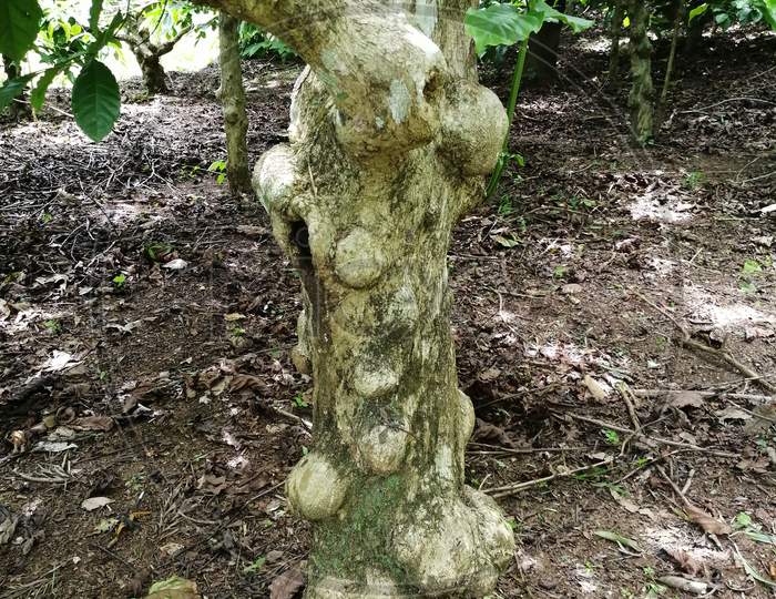 Old Tree Trunk Of Robusta Coffee Plant Used In Making Decorative Furniture For Home