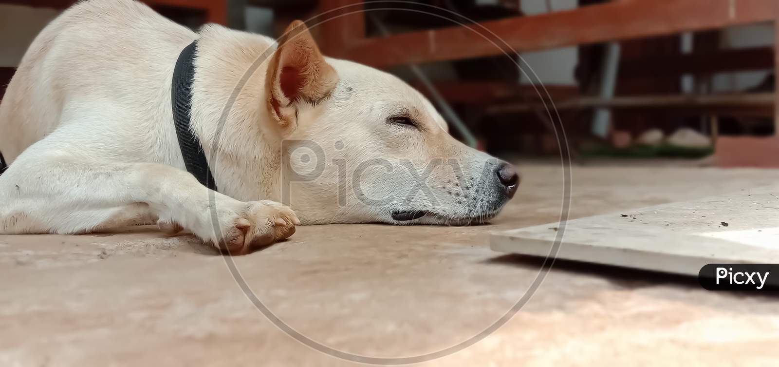 A beautiful domestic dog sleeping with selective focus