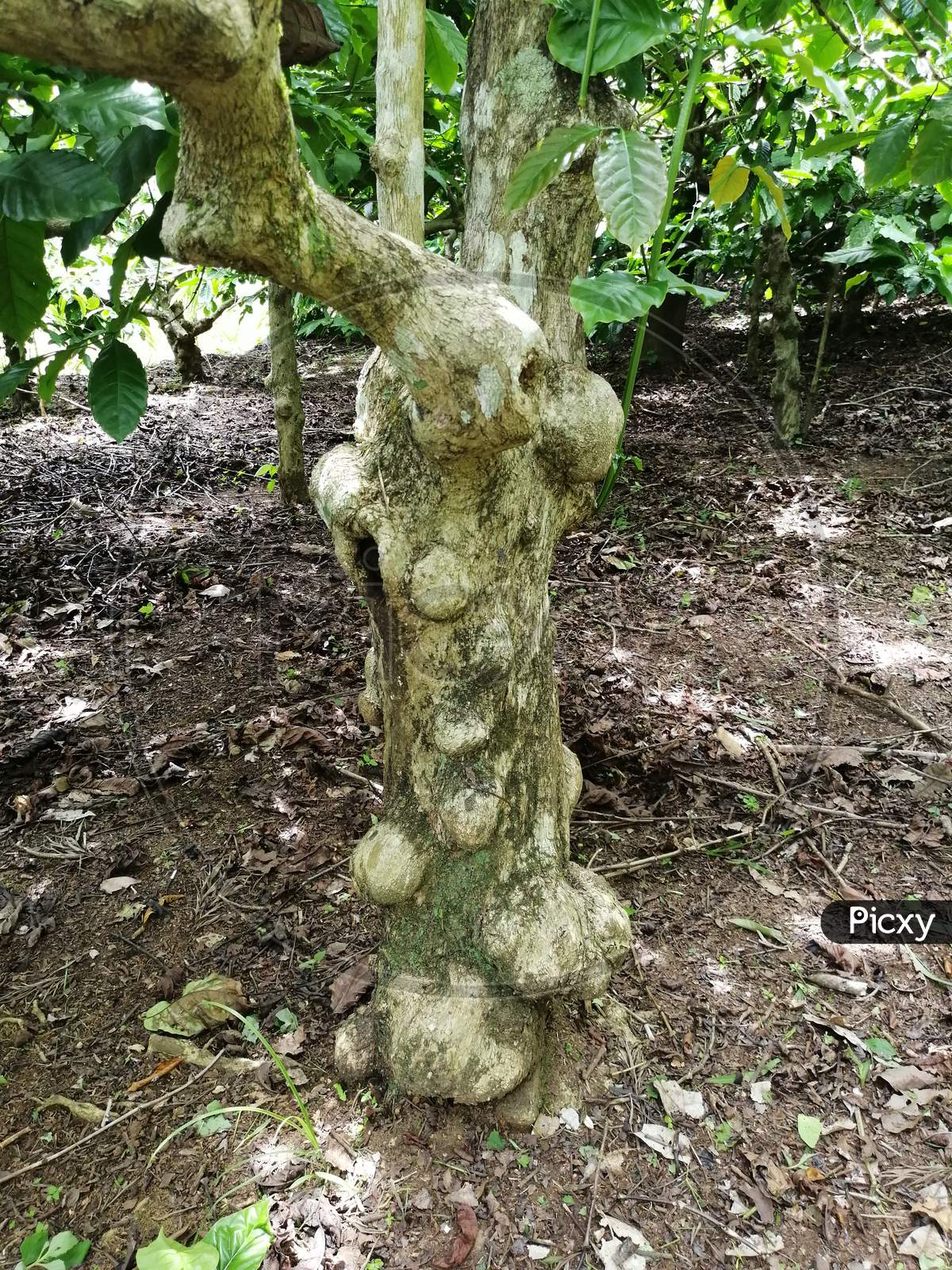Old Tree Trunk Of Robusta Coffee Plant Used In Making Decorative Furniture For Home