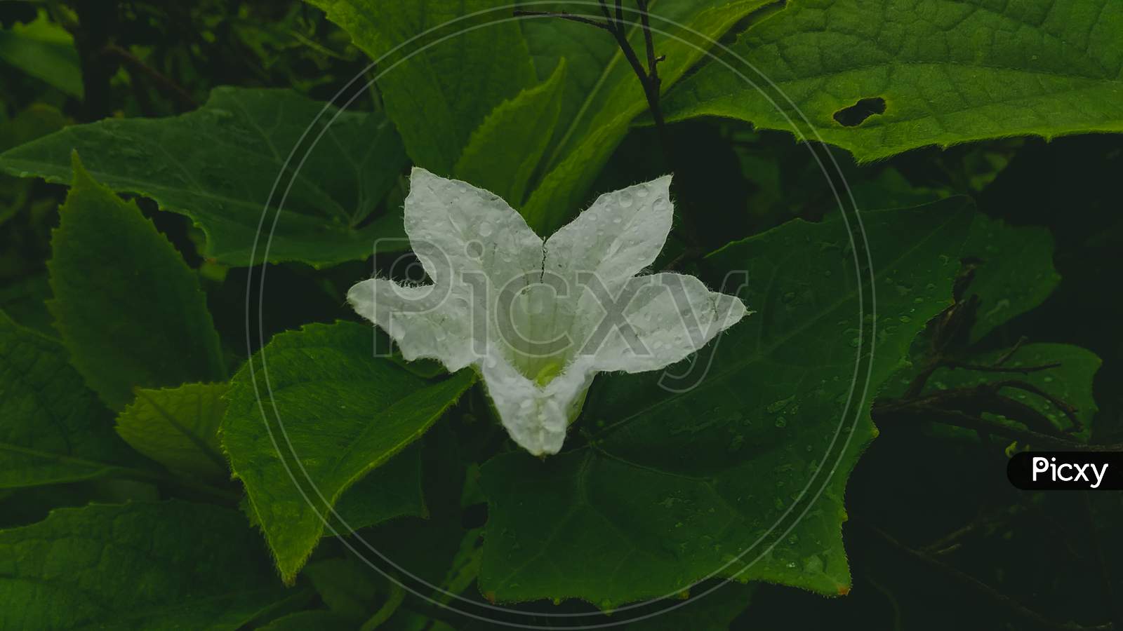 white flower and green leaf in rain
