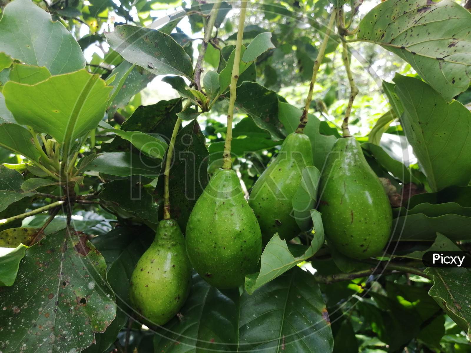 Butter Fruit Also Called As Avocado In Groups On Tree