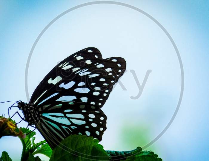 Dark Blue Glassy Tiger is a butterfly with blue and black color wing on natural blue sky background ,scientific name of Ideopsis vulgaris. The butterfly collecting nectar on flower .