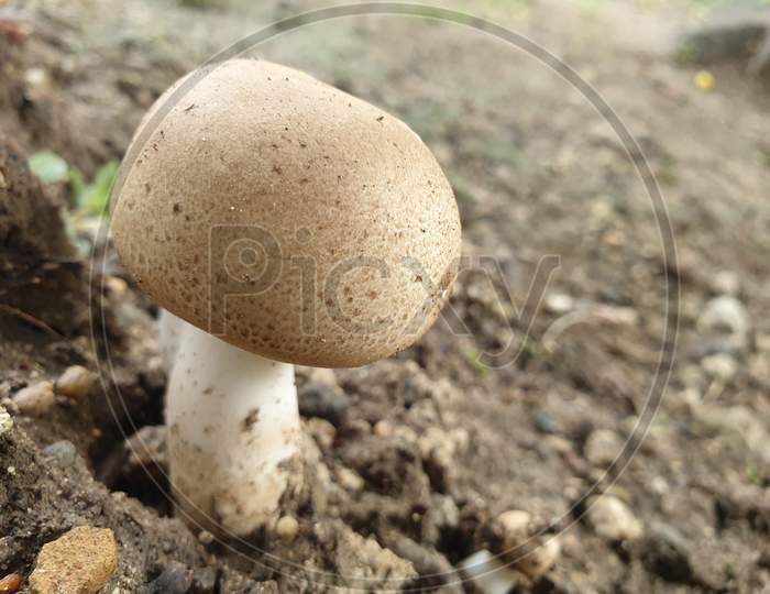 This is mushroom