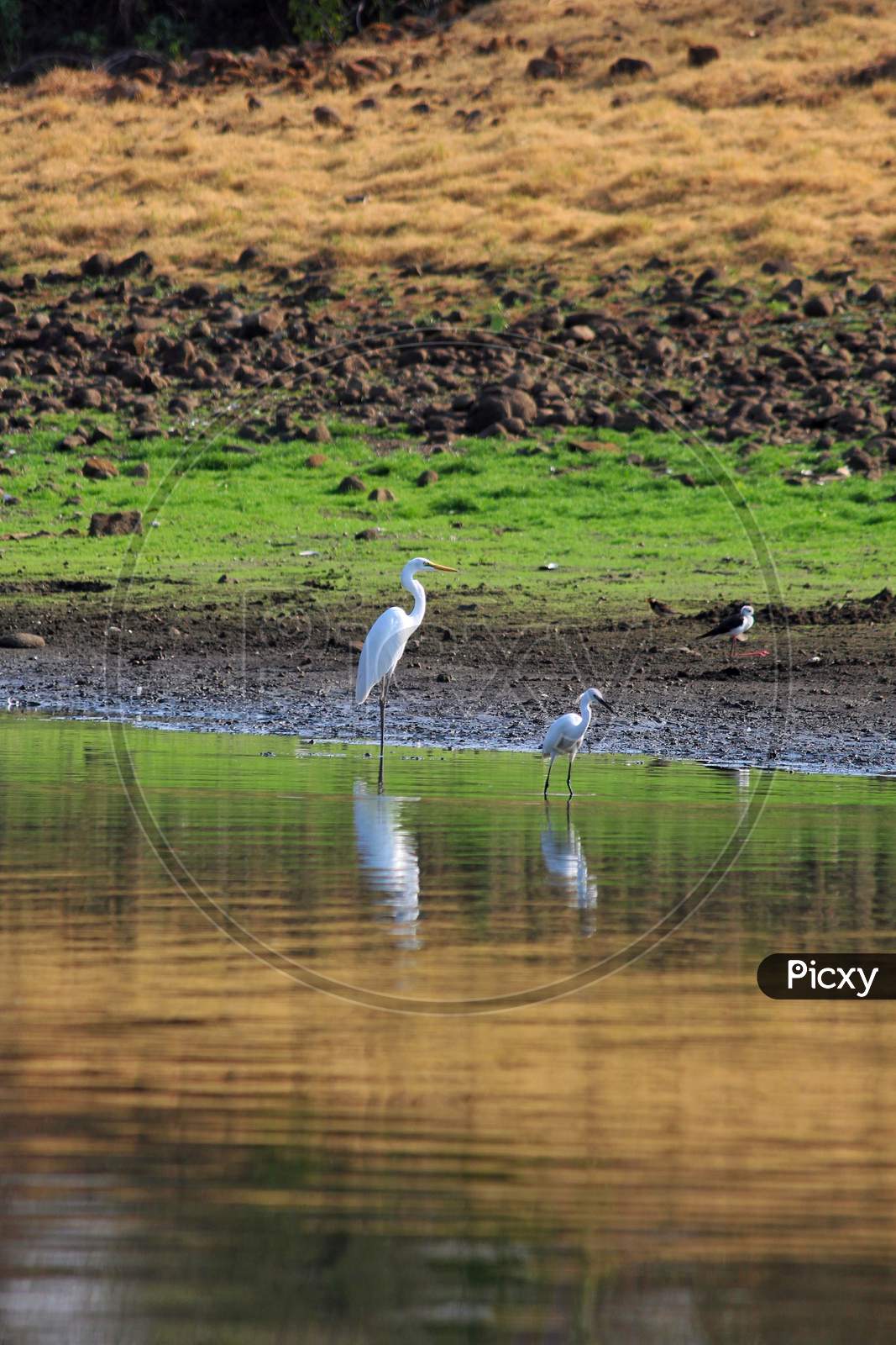 Great Egret near water pond.