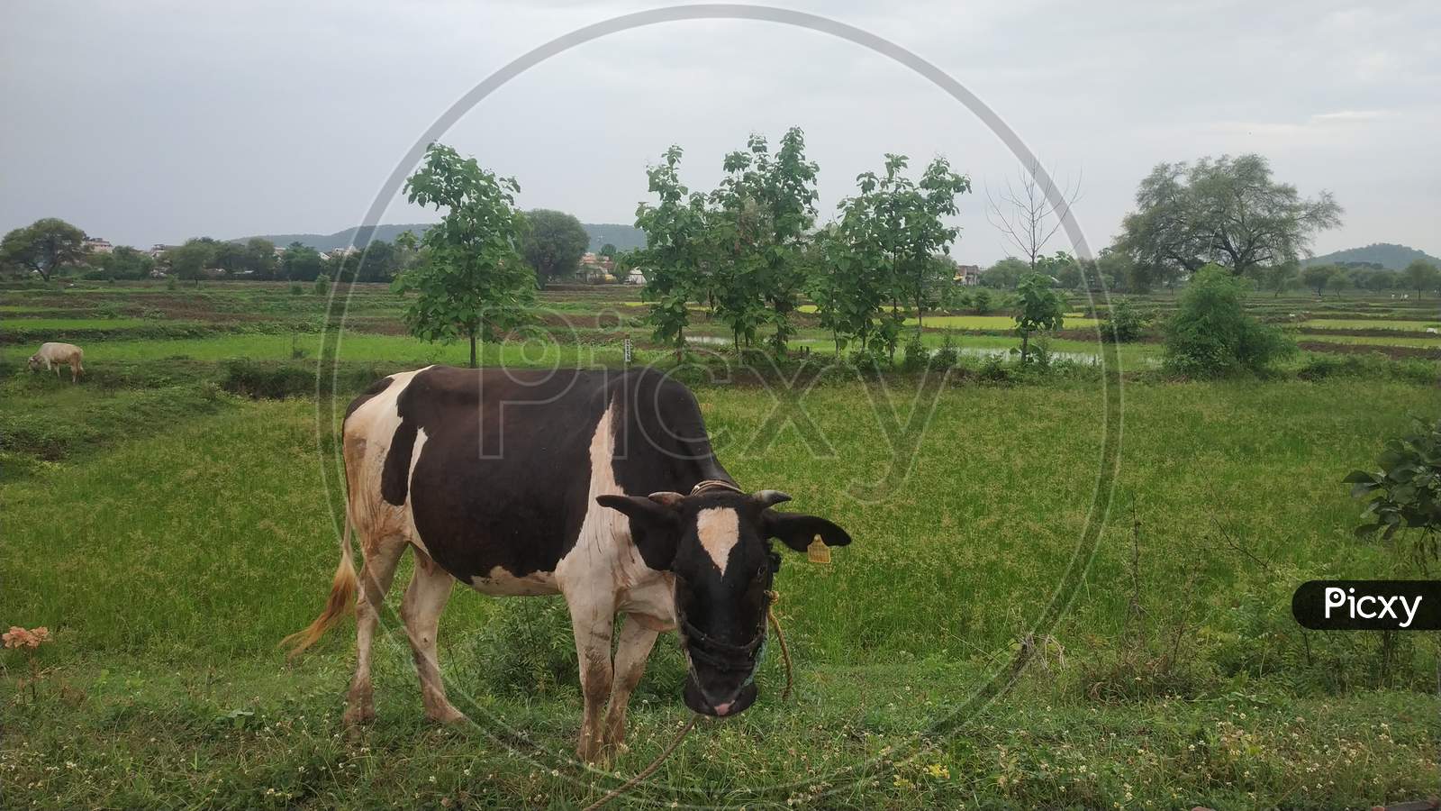 Cow Eating Green Grass On Countryside Area In Monsoon