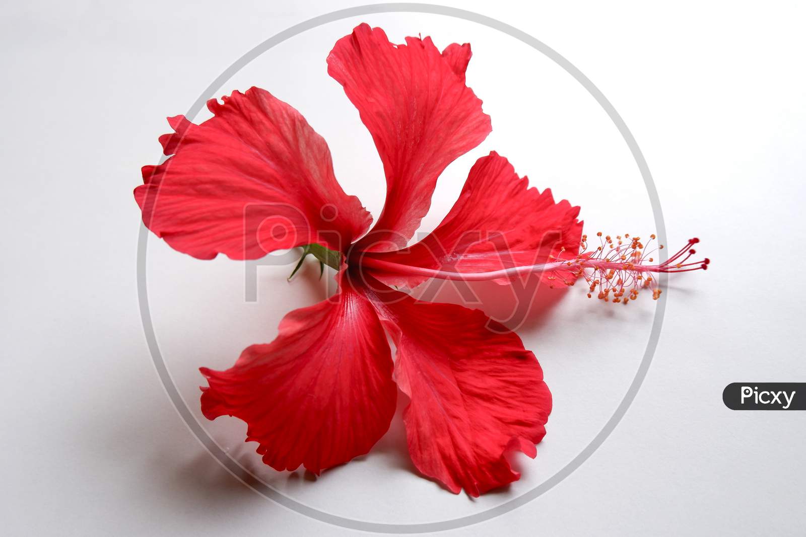 Red Hibiscus Flower On White Background
