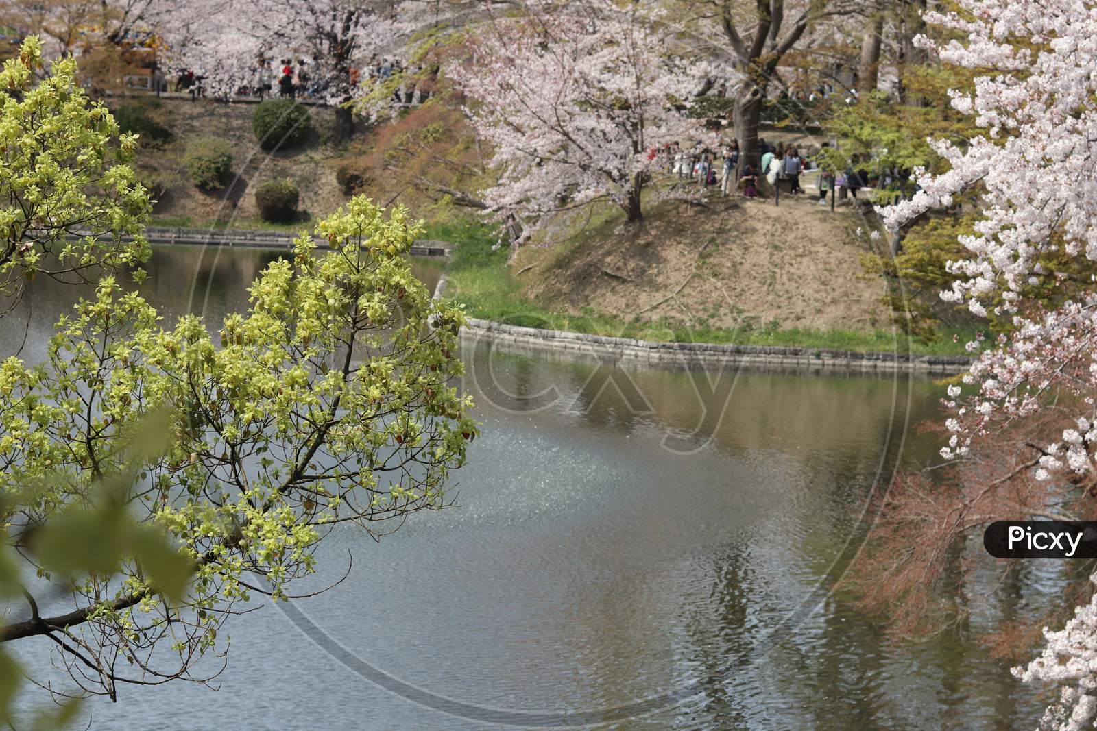 cherry blossoms near lake (pond)