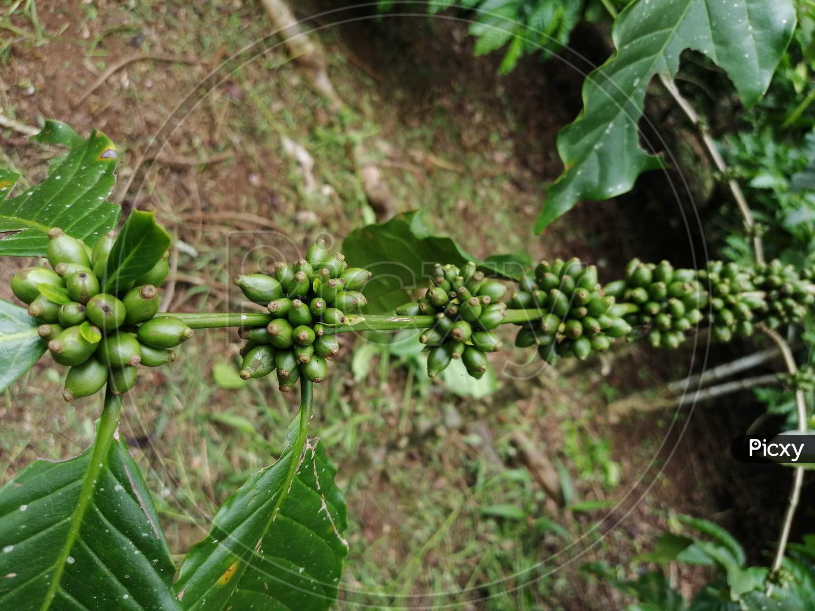 Growing Robusta Coffee Beans Which Are Small And Green In Color