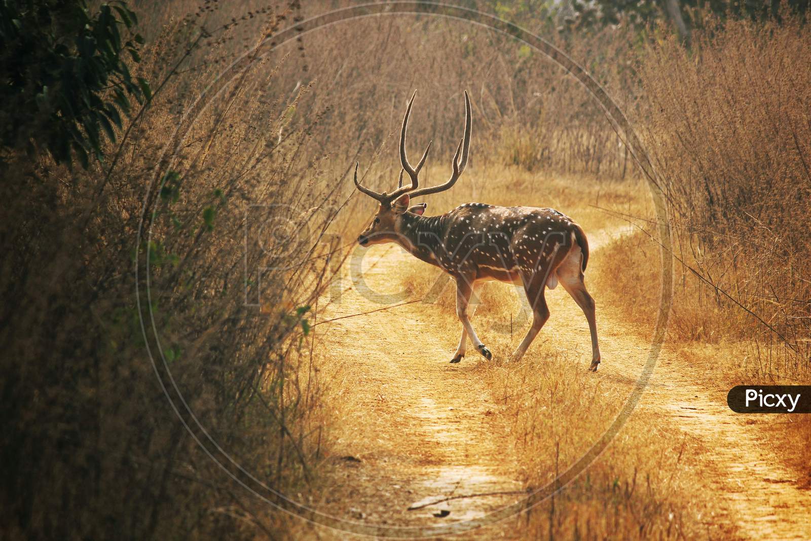 Spotted Deer crossing forest.