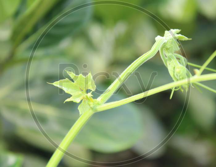 Fresh vegetable leaf natural photo