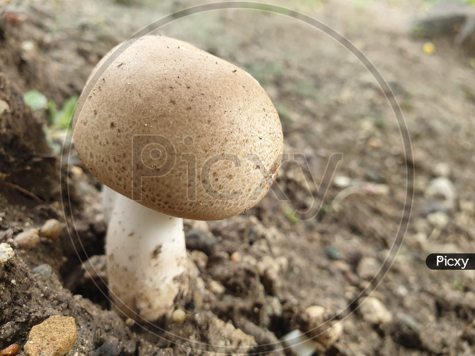 This is mushroom